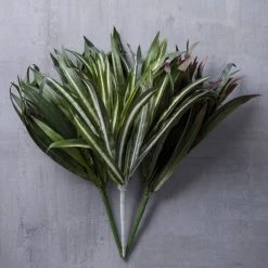 Cheapest 😉 12 Pack: Assorted Cordyline Bush by Ashland® ❤️ 9 Cheapest 😉 12 Pack: Assorted Cordyline Bush by Ashland® ❤️ -Ashland Shop MP356827 22