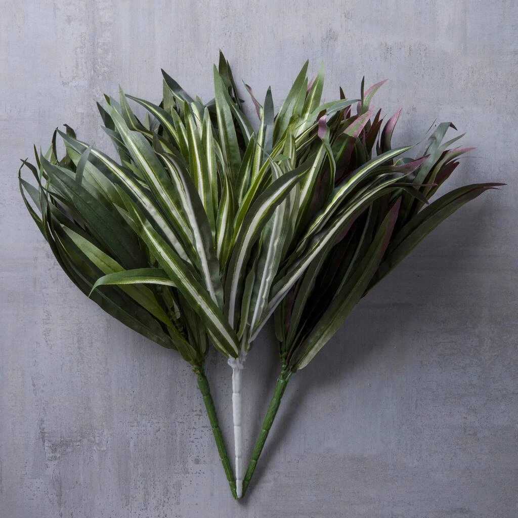 Cheapest 😉 12 Pack: Assorted Cordyline Bush by Ashland® ❤️ 5 Cheapest 😉 12 Pack: Assorted Cordyline Bush by Ashland® ❤️ - Image 3