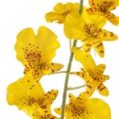 Buy ⭐ 12 Pack: Yellow Dancing Orchid by Ashland® 😉 -Ashland Shop MP381029 20