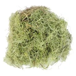 Wholesale 🥰 24 Pack: Basil Green Spanish Moss by Ashland® 🎁 -Ashland Shop MP382824 2