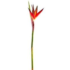 Cheap 🔥 12 Pack: Tropical Bird of Paradise Stem by Ashland® 🎉