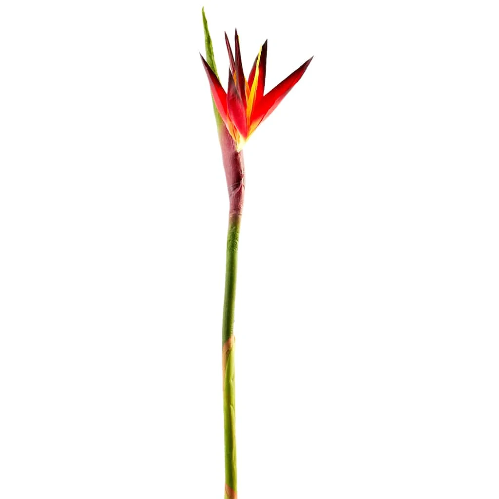 Cheap 🔥 12 Pack: Tropical Bird of Paradise Stem by Ashland® 🎉 3 Cheap 🔥 12 Pack: Tropical Bird of Paradise Stem by Ashland® 🎉