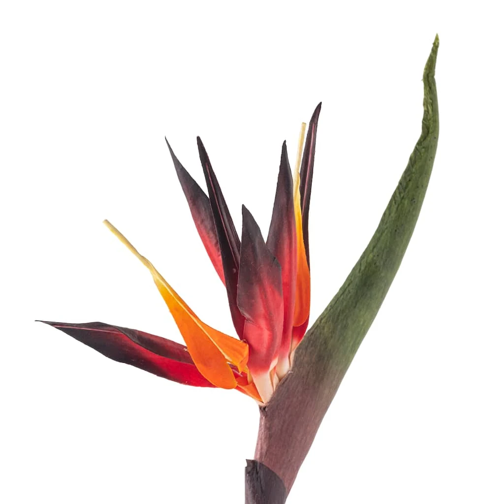 Cheap 🔥 12 Pack: Tropical Bird of Paradise Stem by Ashland® 🎉 5 Cheap 🔥 12 Pack: Tropical Bird of Paradise Stem by Ashland® 🎉 - Image 3