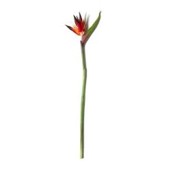 Cheap 🔥 12 Pack: Tropical Bird of Paradise Stem by Ashland® 🎉 9 Cheap 🔥 12 Pack: Tropical Bird of Paradise Stem by Ashland® 🎉 -Ashland Shop MP390624 21