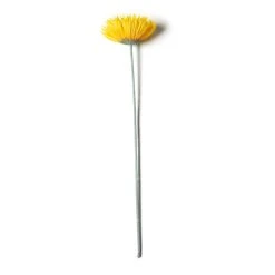 Deals 🧨 12 Pack: Yellow Spider Gerber Daisy Stem by Ashland® 🔔 -Ashland Shop MP392672 21