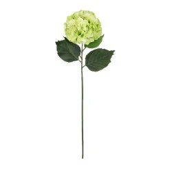 Top 10 😍 12 Pack: Green Hydrangea Stem by Ashland® 💯
