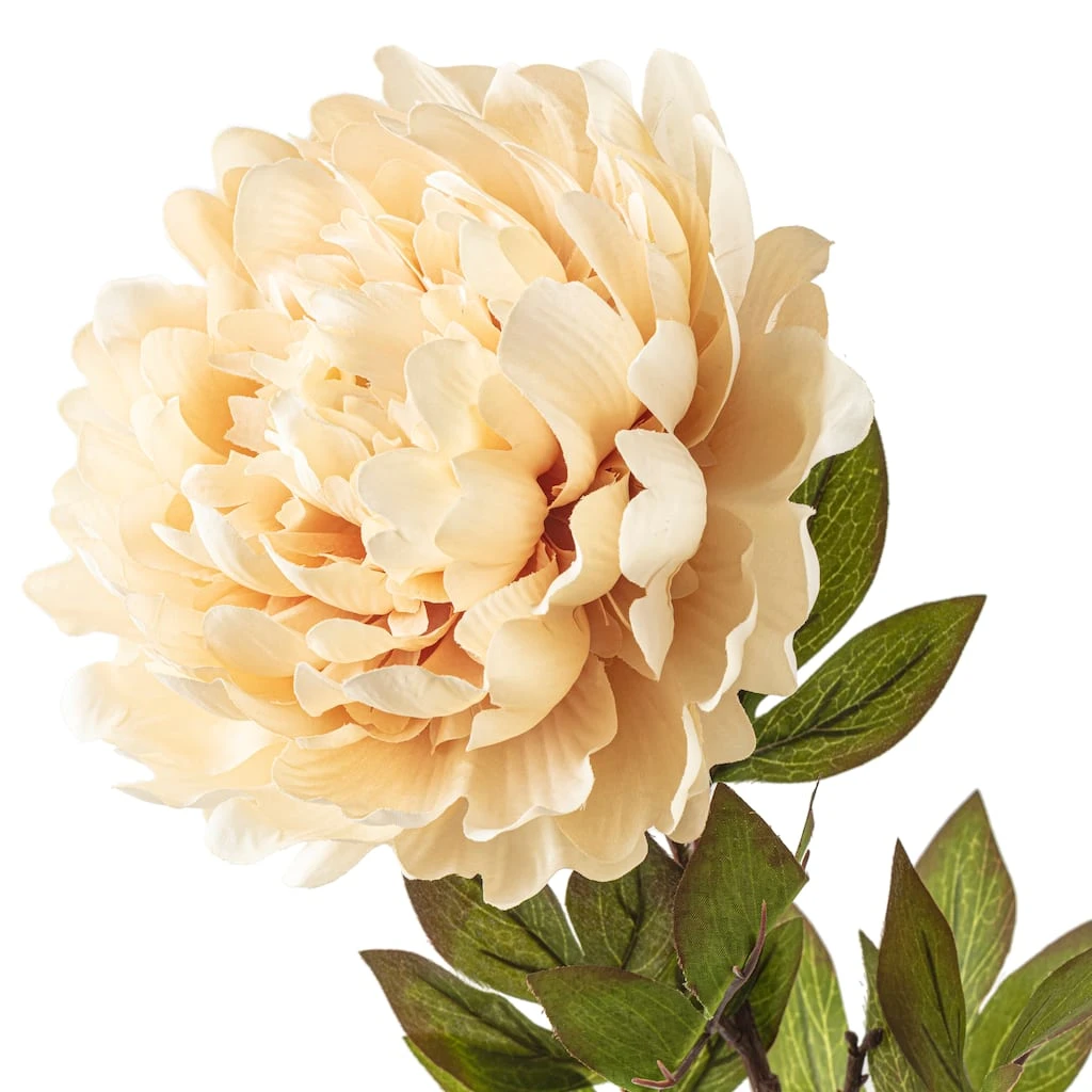 New ❤️ 12 Pack: Cream Peony Stem by Ashland® ✨ 5 New ❤️ 12 Pack: Cream Peony Stem by Ashland® ✨ - Image 3