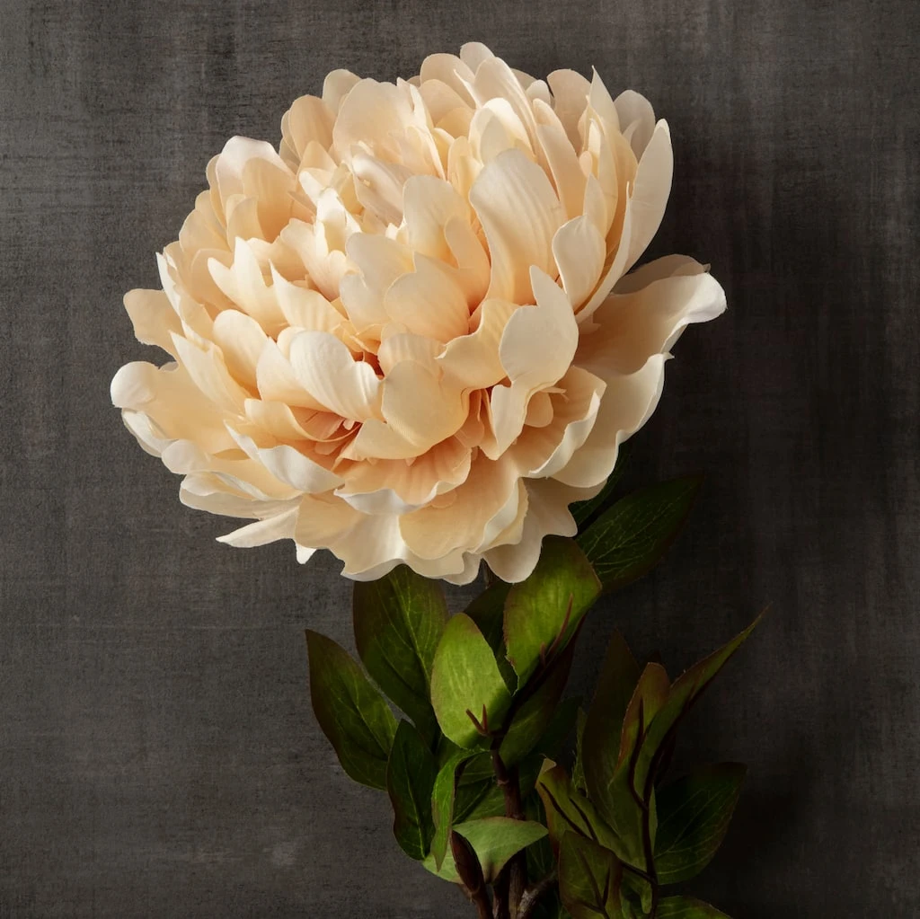 New ❤️ 12 Pack: Cream Peony Stem by Ashland® ✨ 4 New ❤️ 12 Pack: Cream Peony Stem by Ashland® ✨ - Image 2