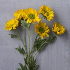 Cheap 🌟 12 Pack: Gold Daisy Mum Spray by Ashland® 🥰 -Ashland Shop MP430308 22