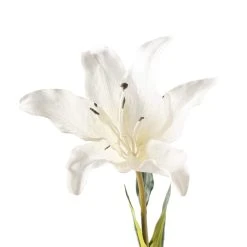 Cheapest ❤️ 16 Pack: White Lily Stem by Ashland® ✔️ -Ashland Shop MP450085 20