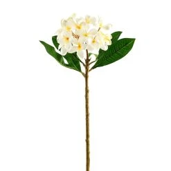 Deals 🌟 12 Pack: White Frangipani Stem by Ashland® 🔔