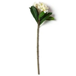 Deals π 12 Pack: White Frangipani Stem by Ashland® π 9 Deals π 12 Pack: White Frangipani Stem by Ashland® π -Ashland Shop MP450428 21