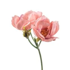 Budget 🥰 12 Pack: Pink Kate Rose Spray by Ashland® ⌛ -Ashland Shop MP451130 20