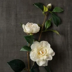 Coupon 🎁 6 Pack: White Camellia Spray by Ashland® 🧨 -Ashland Shop MP451150 25