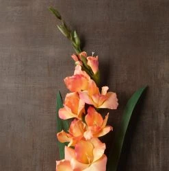 New ❤️ 12 Pack: Salmon Gladiolus Stem by Ashland® ✨ -Ashland Shop MP451152 25