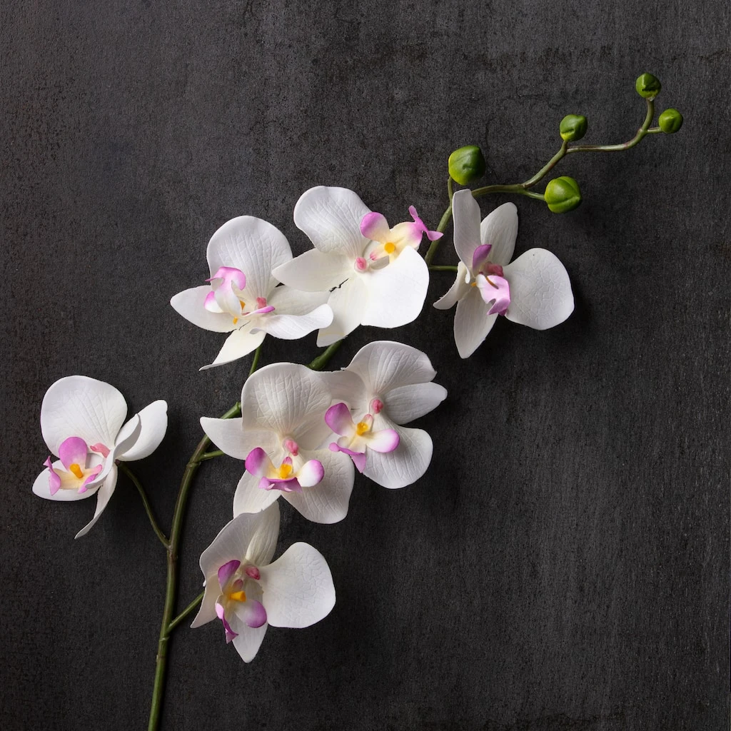 Best deal 🤩 12 Pack: Cream & Pink Orchid Spray by Ashland® 😀 4 Best deal 🤩 12 Pack: Cream & Pink Orchid Spray by Ashland® 😀 - Image 2