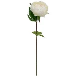 Best reviews of ✔️ 12 Pack: White King Peony Stem by Ashland® 👏