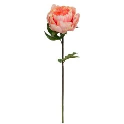 Discount 👍 12 Pack: Coral King Peony Stem by Ashland® 👍