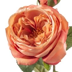 Best Sale ❤️ 12 Pack: Pink Coral English Rose Stem by Ashland® 😉 -Ashland Shop MP501509 20