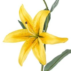 Cheap 🧨 12 Pack: Yellow Casablanca Lily Stem by Ashland® ⭐ -Ashland Shop MP501959 20