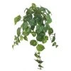 Deals 🔔 12 Pack: Hanging Philo Bush by Ashland® ⭐