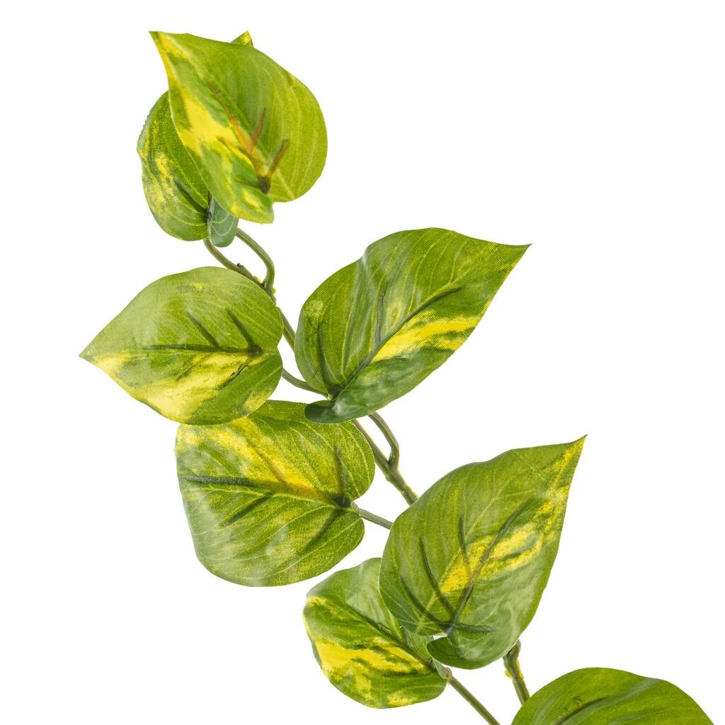 Deals 🔔 12 Pack: Hanging Philo Bush by Ashland® ⭐ 4 Deals 🔔 12 Pack: Hanging Philo Bush by Ashland® ⭐ - Image 2