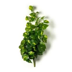 Deals 🔔 12 Pack: Hanging Philo Bush by Ashland® ⭐ 8 Deals 🔔 12 Pack: Hanging Philo Bush by Ashland® ⭐ -Ashland Shop MP547222 21