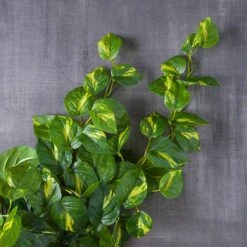 Deals 🔔 12 Pack: Hanging Philo Bush by Ashland® ⭐ 9 Deals 🔔 12 Pack: Hanging Philo Bush by Ashland® ⭐ -Ashland Shop MP547222 22