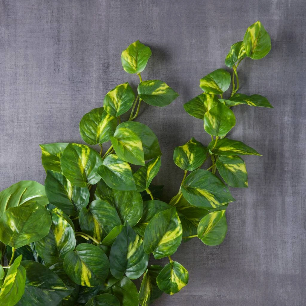 Deals 🔔 12 Pack: Hanging Philo Bush by Ashland® ⭐ 6 Deals 🔔 12 Pack: Hanging Philo Bush by Ashland® ⭐ - Image 4