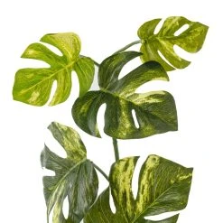 Best deal ❤️ 12 Pack: Split Hanging Philo Bush by Ashland® 🎉 -Ashland Shop MP547223 20