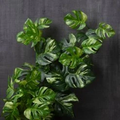 Best deal ❤️ 12 Pack: Split Hanging Philo Bush by Ashland® 🎉 -Ashland Shop MP547223 22