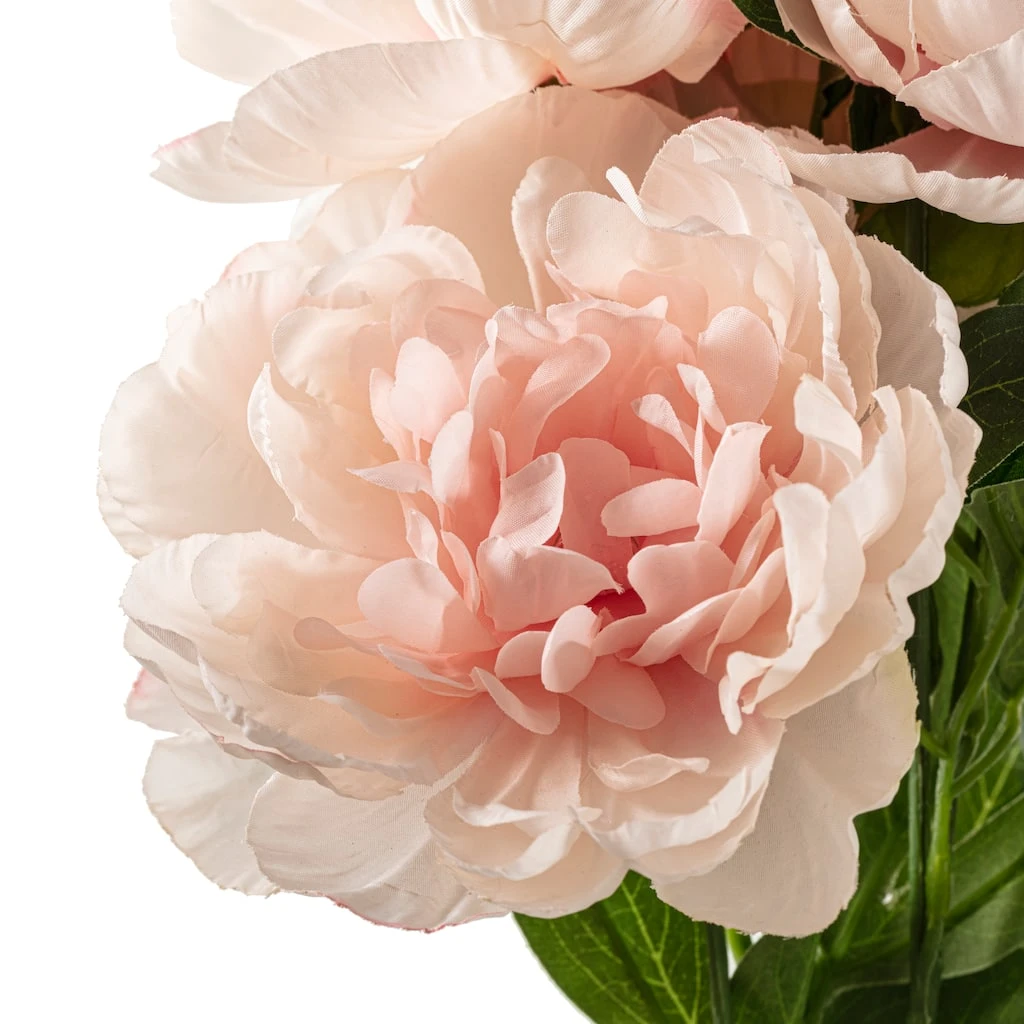 Deals 👏 12 Pack: Coral Peony Bush by Ashland® 😉 6 Deals 👏 12 Pack: Coral Peony Bush by Ashland® 😉 - Image 4