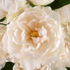 Cheapest 😀 12 Pack: Cream Peony Bush by Ashland® ✔️ -Ashland Shop MP547348 2