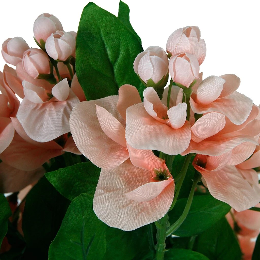 Best Sale ⌛ 12 Pack: Coral Wisteria Bush by Ashland® 🛒 4 Best Sale ⌛ 12 Pack: Coral Wisteria Bush by Ashland® 🛒 - Image 2