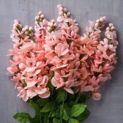 Best Sale ⌛ 12 Pack: Coral Wisteria Bush by Ashland® 🛒 9 Best Sale ⌛ 12 Pack: Coral Wisteria Bush by Ashland® 🛒 -Ashland Shop MP547397 22