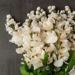 Wholesale 🔥 12 Pack: Cream Wisteria Bush by Ashland® 👏 -Ashland Shop MP547398 25