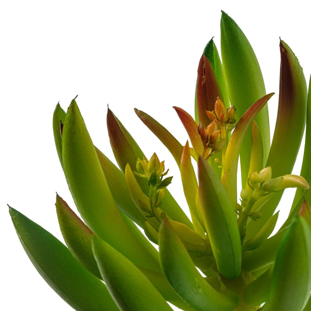 Best Sale ⭐ 12 Pack: Assorted Succulent Pick by Ashland® 😀 8 Best Sale ⭐ 12 Pack: Assorted Succulent Pick by Ashland® 😀 - Image 6