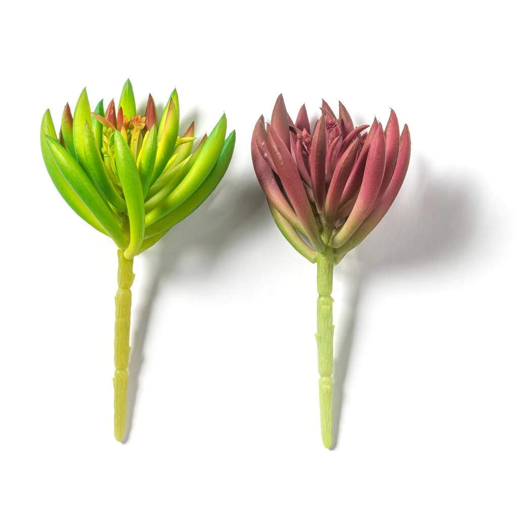 Best Sale ⭐ 12 Pack: Assorted Succulent Pick by Ashland® 😀 9 Best Sale ⭐ 12 Pack: Assorted Succulent Pick by Ashland® 😀 - Image 7