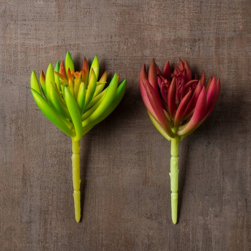 Best Sale ⭐ 12 Pack: Assorted Succulent Pick by Ashland® 😀 10 Best Sale ⭐ 12 Pack: Assorted Succulent Pick by Ashland® 😀 - Image 8