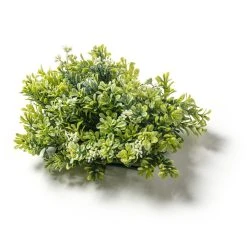 Hot Sale ⌛ 8 Pack: Green Boxwood Bush by Ashland® 🧨 -Ashland Shop MP547534 21