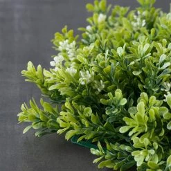 Hot Sale ⌛ 8 Pack: Green Boxwood Bush by Ashland® 🧨 -Ashland Shop MP547534 25