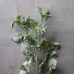 Best deal ✨ 6 Pack: Frosted Dusty Miller Spray by Ashland® 🥰 -Ashland Shop MP626451 22