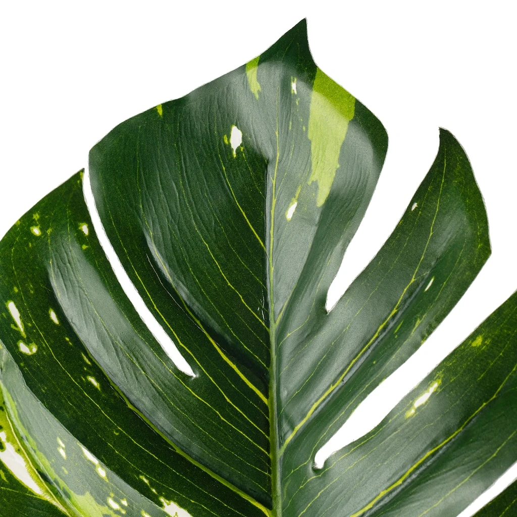 Best Pirce β¨ 12 Pack: Monstera Leaf Stem by Ashland® π 6 Best Pirce β¨ 12 Pack: Monstera Leaf Stem by Ashland® π - Image 4