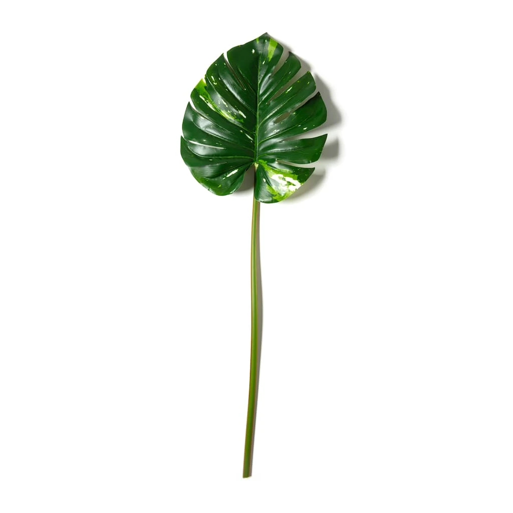Best Pirce β¨ 12 Pack: Monstera Leaf Stem by Ashland® π 7 Best Pirce β¨ 12 Pack: Monstera Leaf Stem by Ashland® π - Image 5