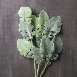 Best reviews of 😉 12 Pack: Green Dusty Miller Spray by Ashland® 😀 9 Best reviews of 😉 12 Pack: Green Dusty Miller Spray by Ashland® 😀 -Ashland Shop MP626483 22