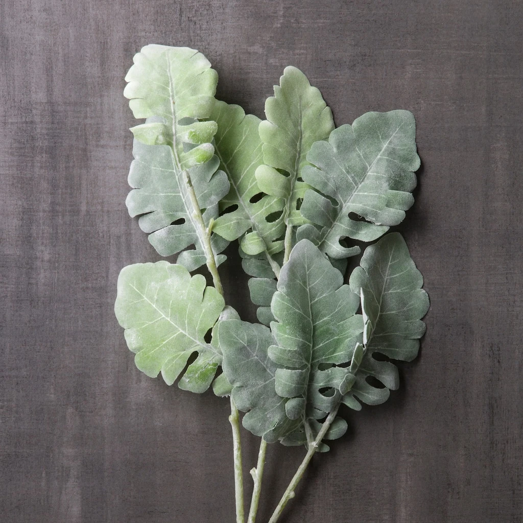 Best reviews of 😉 12 Pack: Green Dusty Miller Spray by Ashland® 😀 5 Best reviews of 😉 12 Pack: Green Dusty Miller Spray by Ashland® 😀 - Image 3