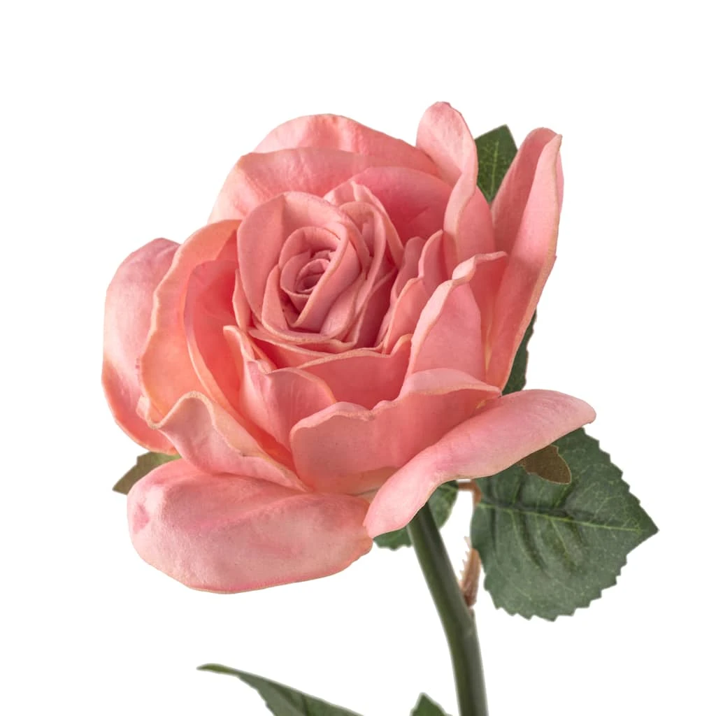 Discount π 6 Pack: Blush Rose Stem by Ashland® β¨ 6 Discount π 6 Pack: Blush Rose Stem by Ashland® β¨ - Image 4