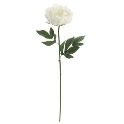 Promo 🧨 12 Pack: White Peony Stem by Ashland® 🔥