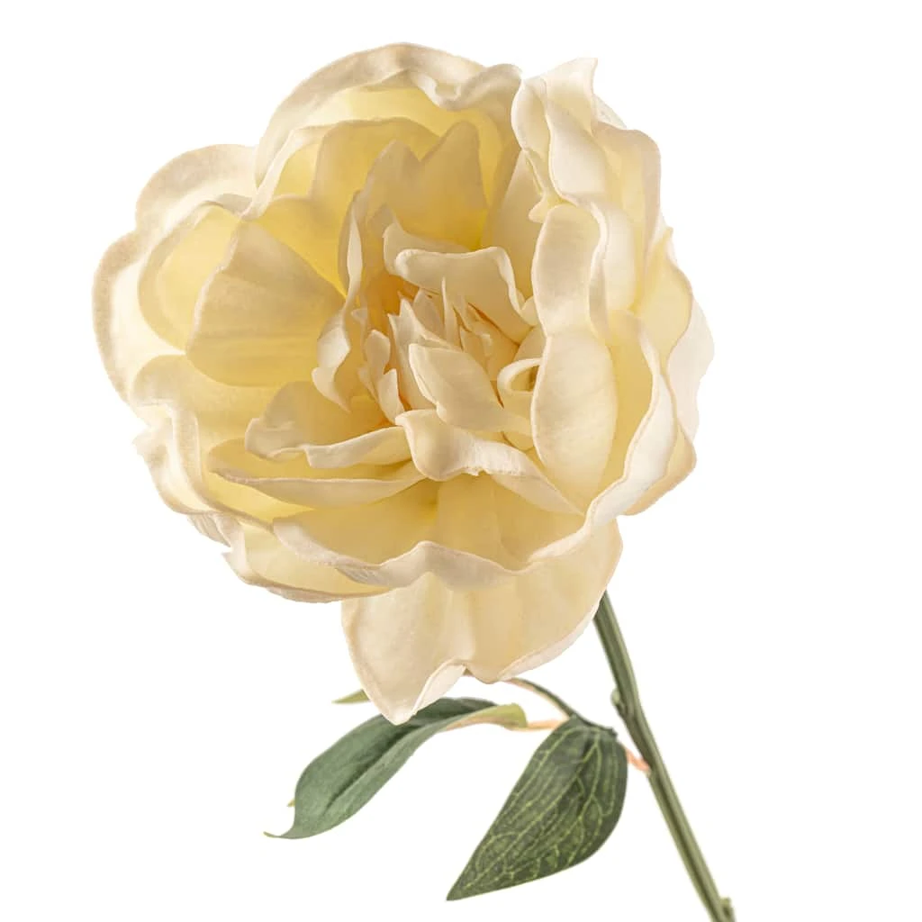 Promo ๐งจ 12 Pack: White Peony Stem by Ashland® ๐ฅ 6 Promo ๐งจ 12 Pack: White Peony Stem by Ashland® ๐ฅ - Image 4