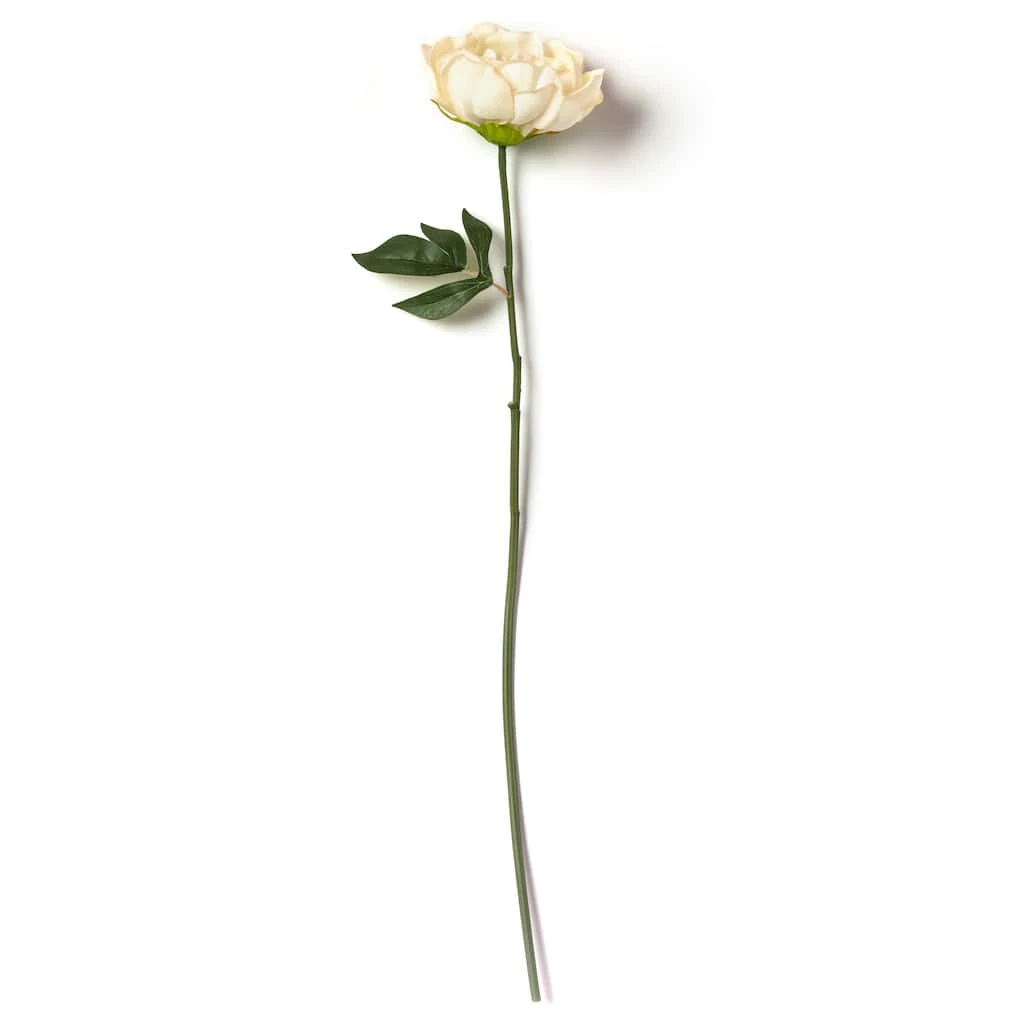 Promo ๐งจ 12 Pack: White Peony Stem by Ashland® ๐ฅ 7 Promo ๐งจ 12 Pack: White Peony Stem by Ashland® ๐ฅ - Image 5